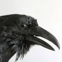 Raven's Conspiracy