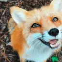 FOX BOX