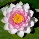 The Lily Pad