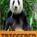 The Panda Army