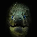 The Lair of the Eel