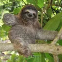 The Sloth Gang