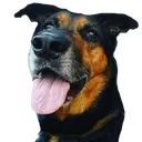 Inuki