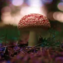 Mushroom Madness