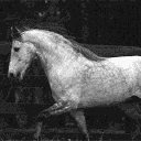 Melissa's Stable banner