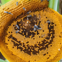 Bee-Fans Discord server icon