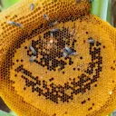 Bee-Fans