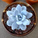 PleasantPlants