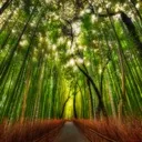 The Bamboo Forest