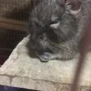 豆のすけ