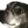 Bregermann's Discord Extrazaganza!