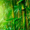 The Bamboo Forest
