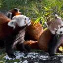 Panda_Baum
