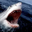 SharkSchool