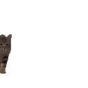 /nekosis