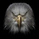 ADLER 🦅