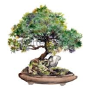 #RoyaleBonsai