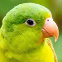 Birb's Nest