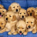 Dog Army