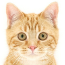 ExamineCat's Discord Server