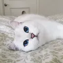 Котеги PWI