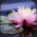 The Listful Lotus's icon