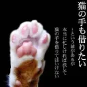 おにゃんこ☆マスター