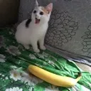 corn castle