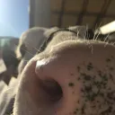 FarmFriends~
