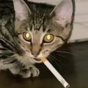 CatCigZone Discord server icon