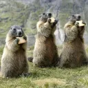 Nibbling Biscuits