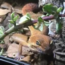 Reptile Rave