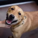 The Good Boys
