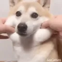 Joojoo's Jooice