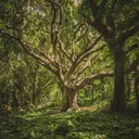 Tranquil Forest