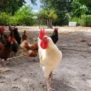 The Tabula Rasa Farm