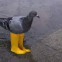 Birdieboots