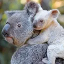 🐨・Le pays des koalas