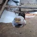 machista!!!