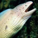 The Eel Reef