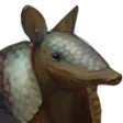 perochialjoe stream