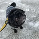 Pug Parade