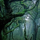 Primeval Forest