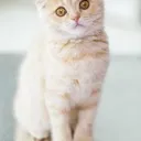 ねこたるーむ