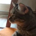 めめちゃおすルーム