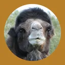 Niko Rescue Zoo - Discord Community
