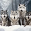 Wolf Pack