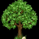 Life Tree Studio