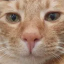 Kiscord