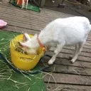 白山組【白組】